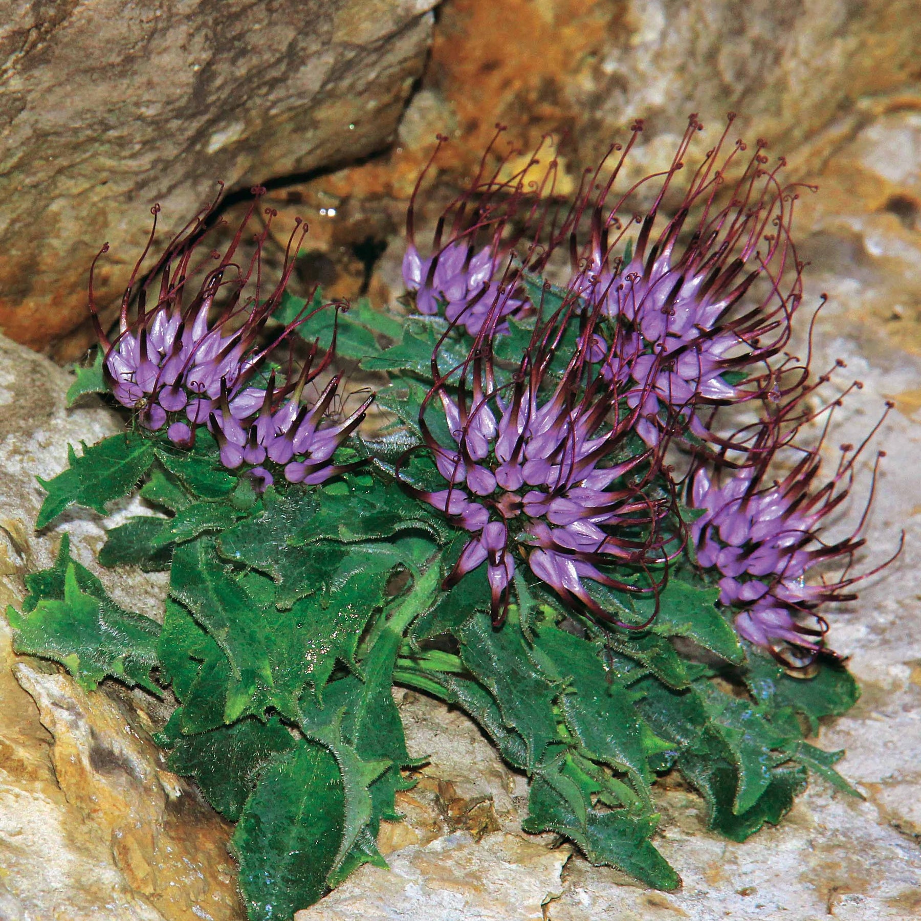 2 Physoplexis comosa - Willemse