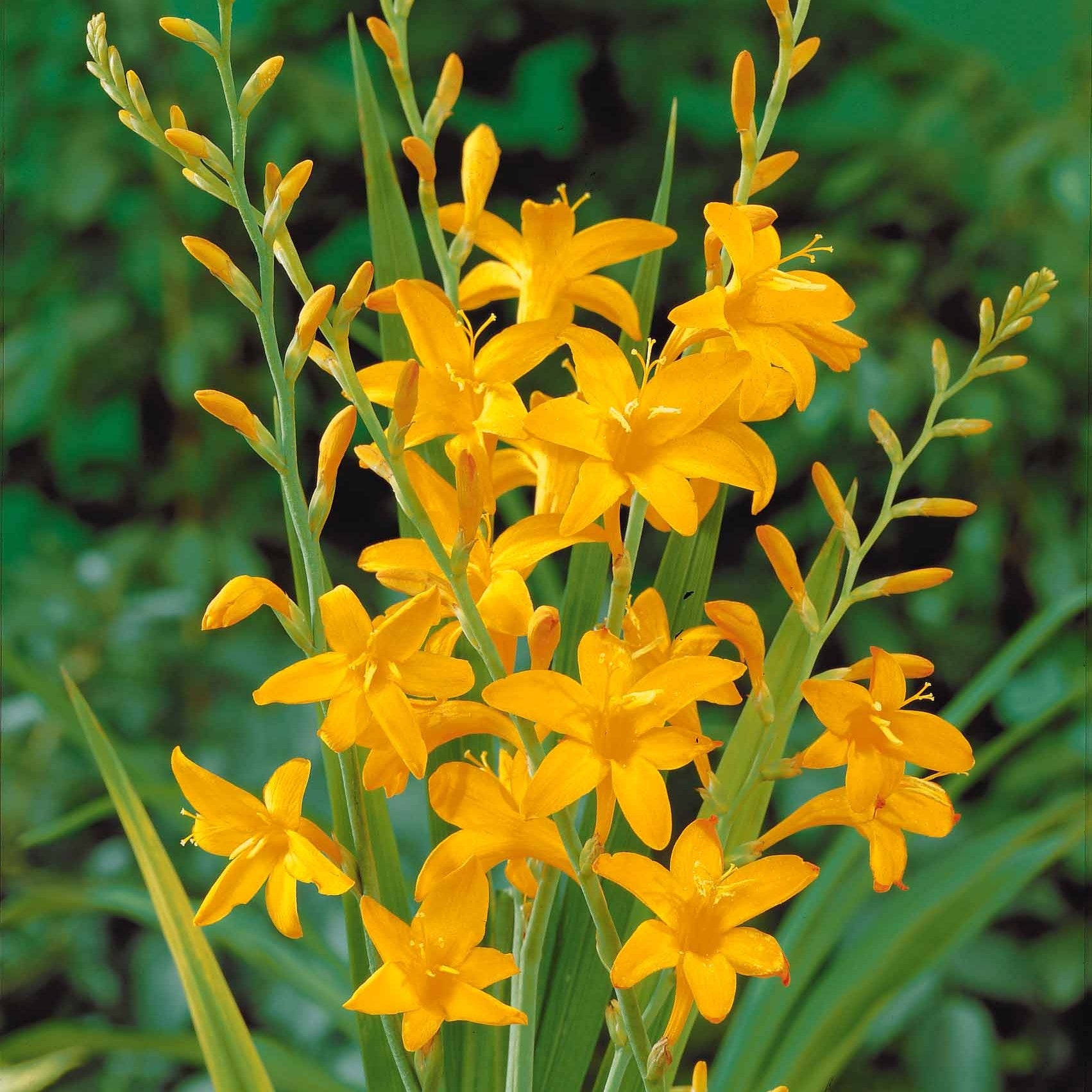 Collection de 45 Crocosmias (15 bicolores + 15 rouges + 15 jaunes) - Crocosmia 'norwich canary', 'emily mckenzie', 'luc - Willemse