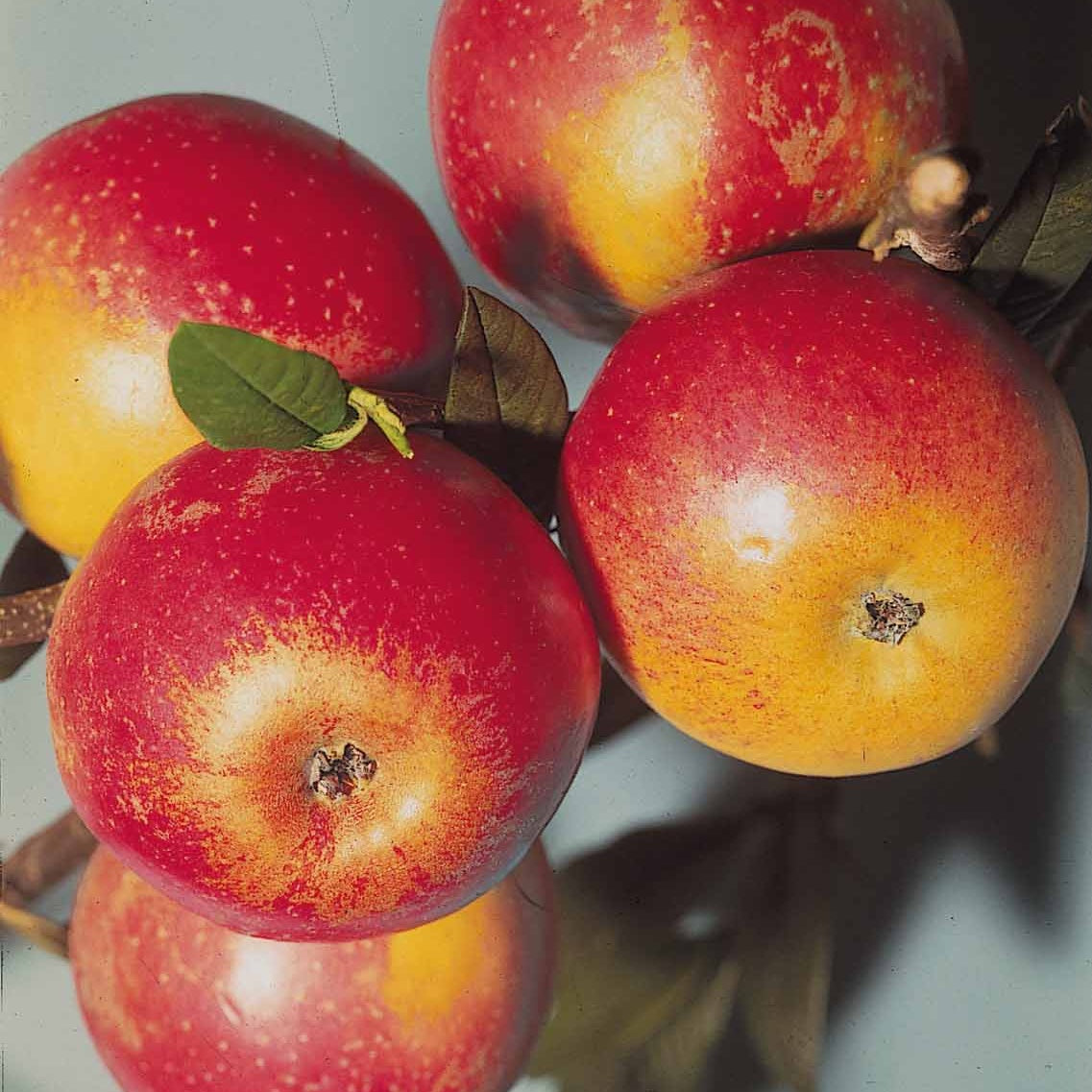 Pommier Cox's orange en palmette - Willemse
