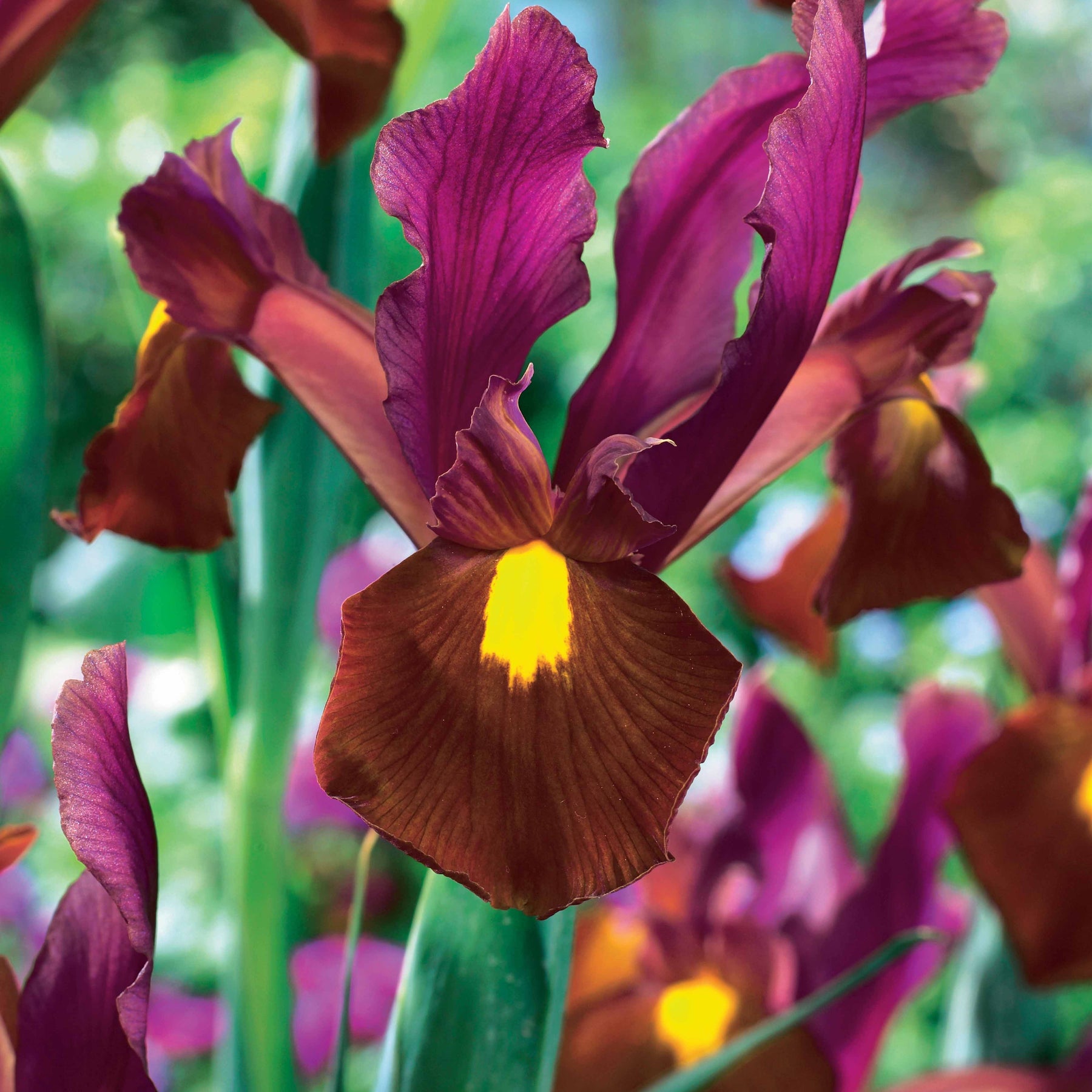 Iris hollandica 'gipsy beauty', 'red ember', 'autu - Coll. 60 Iris de Hollande:Gipsy Beauty,Braise rouge,Princesse automne - Iris de jardin
