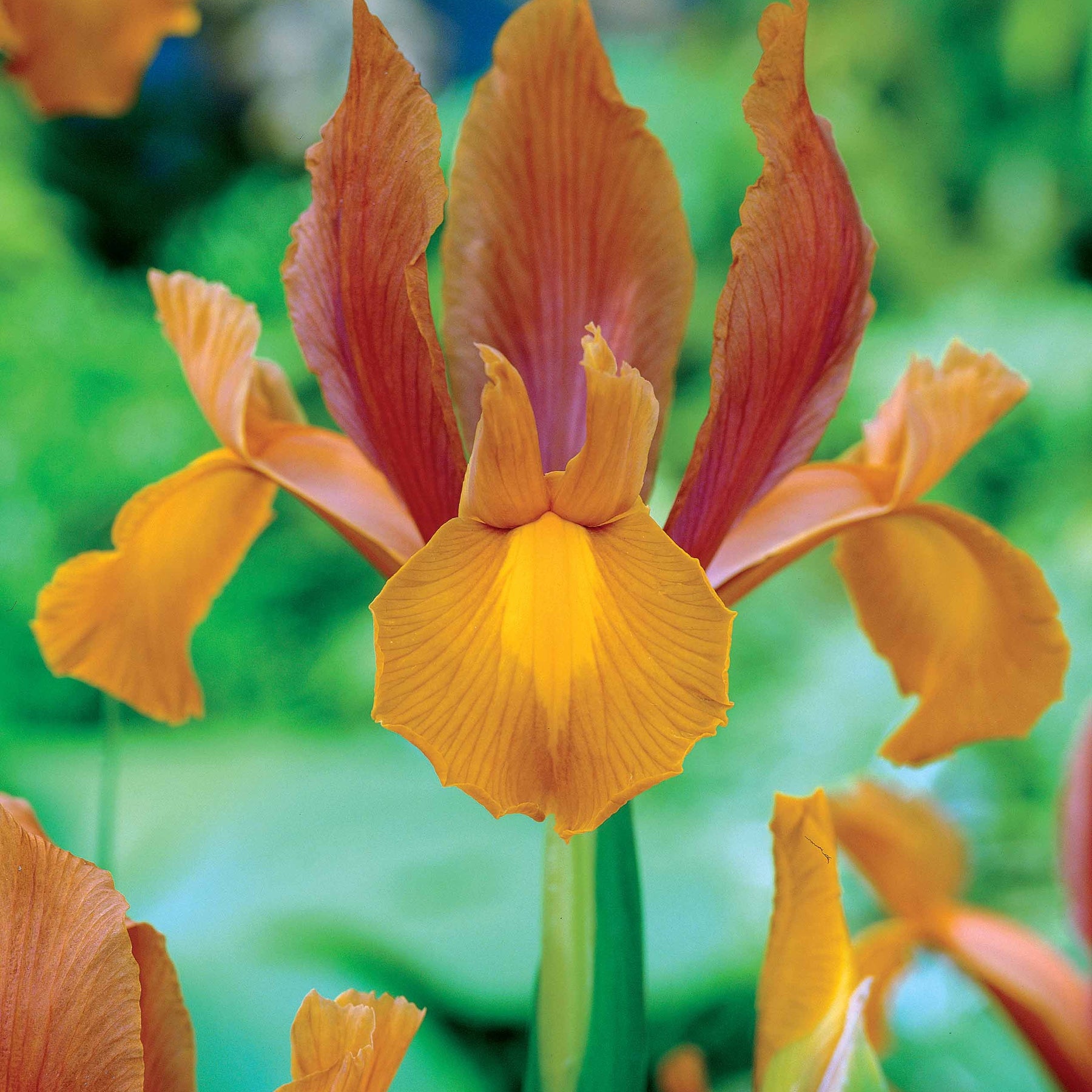 Iris de jardin - Coll. 60 Iris de Hollande:Gipsy Beauty,Braise rouge,Princesse automne - Iris hollandica 'gipsy beauty', 'red ember', 'autu