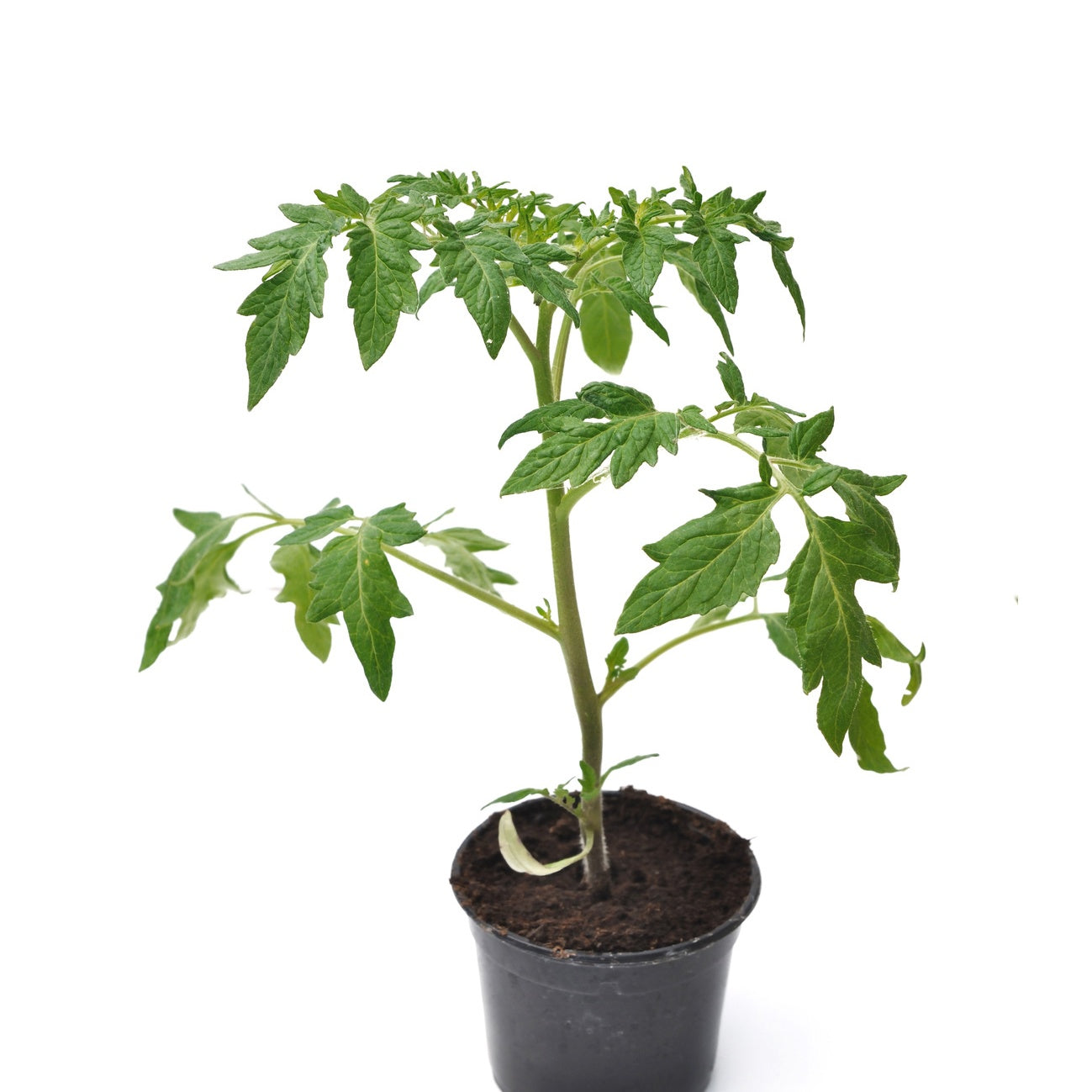 Plants de tomates - 3 Plants Tomate Pyros F1 - Solanum lycopersicum pyros f1