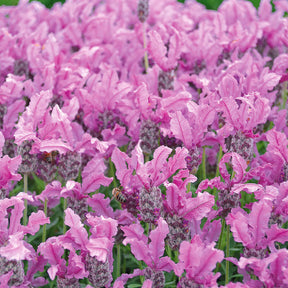 Lavandula stoechas the princess ® lavender ib910-2 - 2 Lavandes papillon Princess Lace - Lavandes