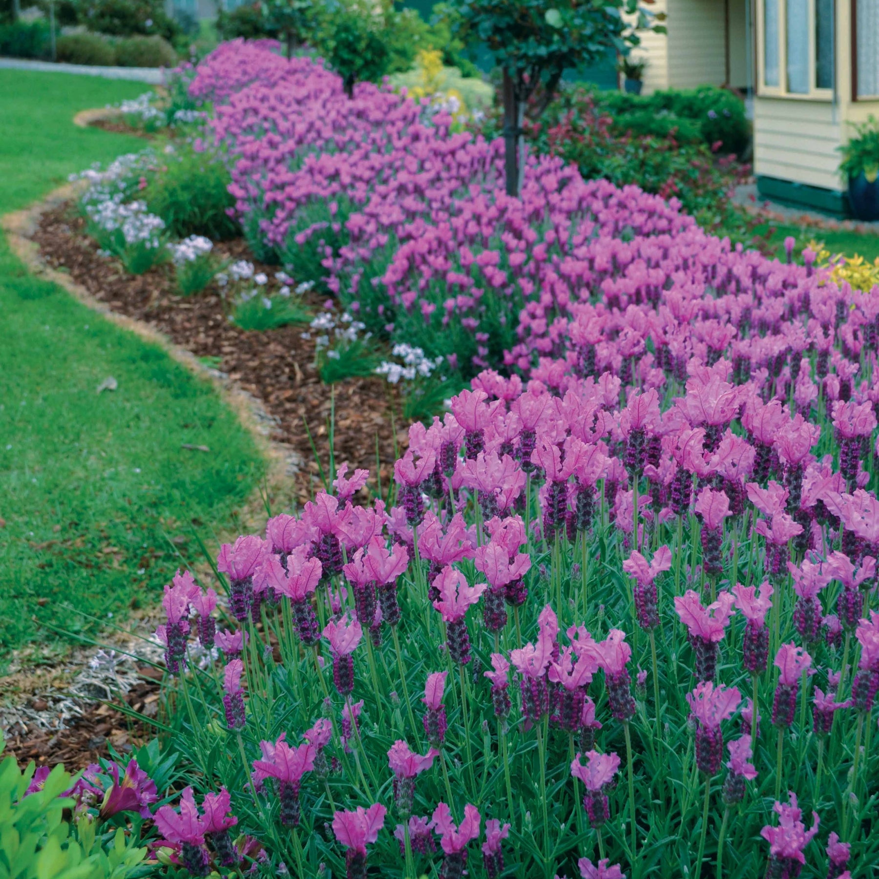 Lavandes - 2 Lavandes papillon Princess Lace - Lavandula stoechas the princess ® lavender ib910-2
