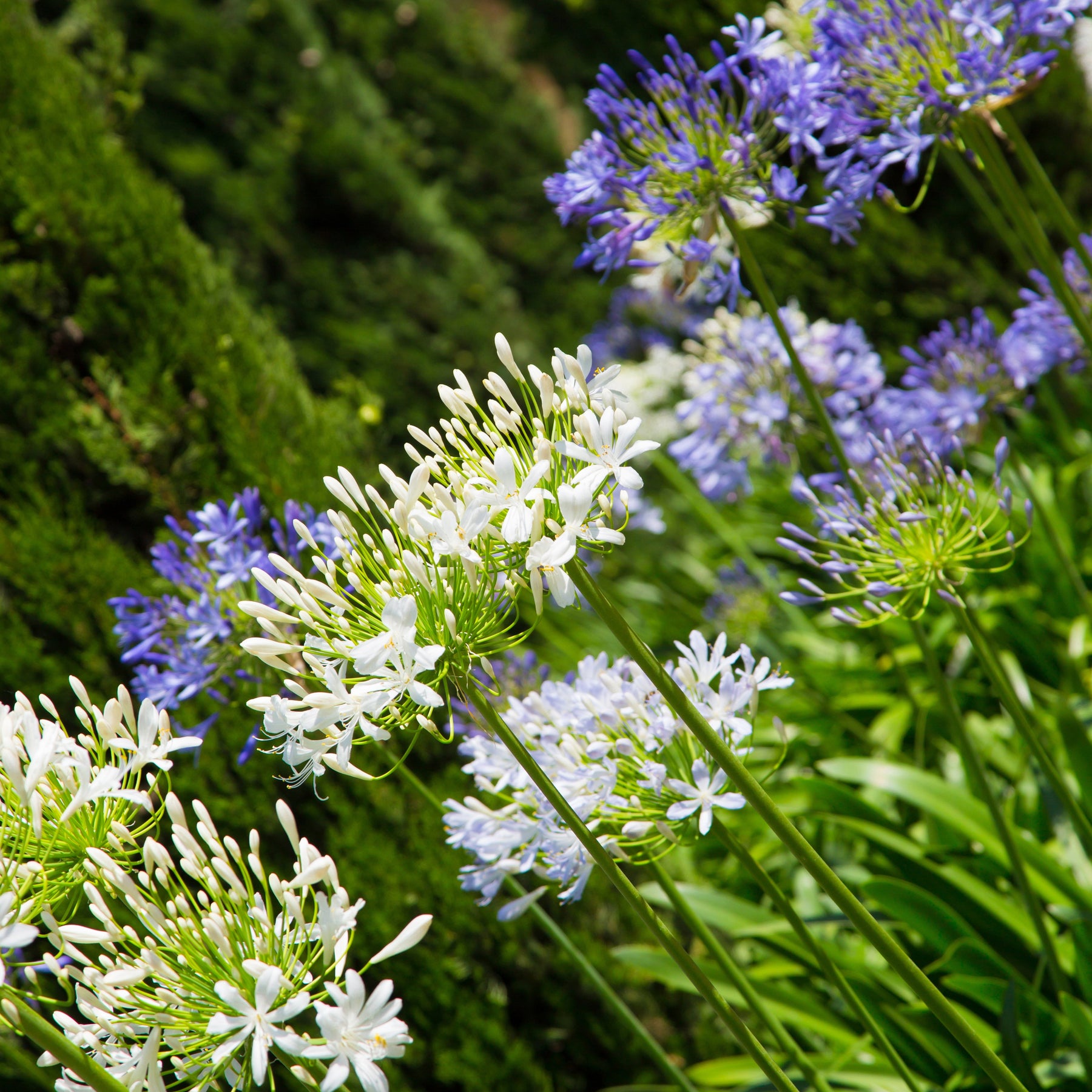 Collection 5 agapanthes (3 bleues. 2 blanches) - Willemse
