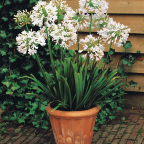 Agapanthes - Collection 5 agapanthes (3 bleues. 2 blanches) - Agapanthus umbellatus, polar ice