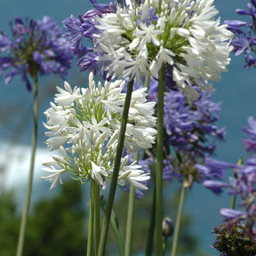 Vente Collection 5 agapanthes (3 bleues. 2 blanches) - Agapanthus umbellatus, polar ice