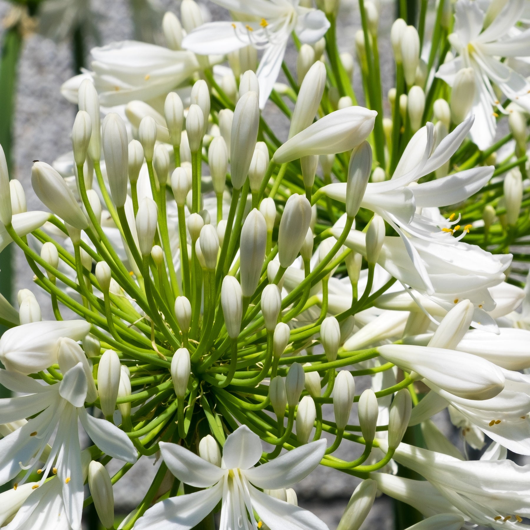Vente Collection 5 agapanthes (3 bleues. 2 blanches)