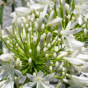 Vente Collection 5 agapanthes (3 bleues. 2 blanches)