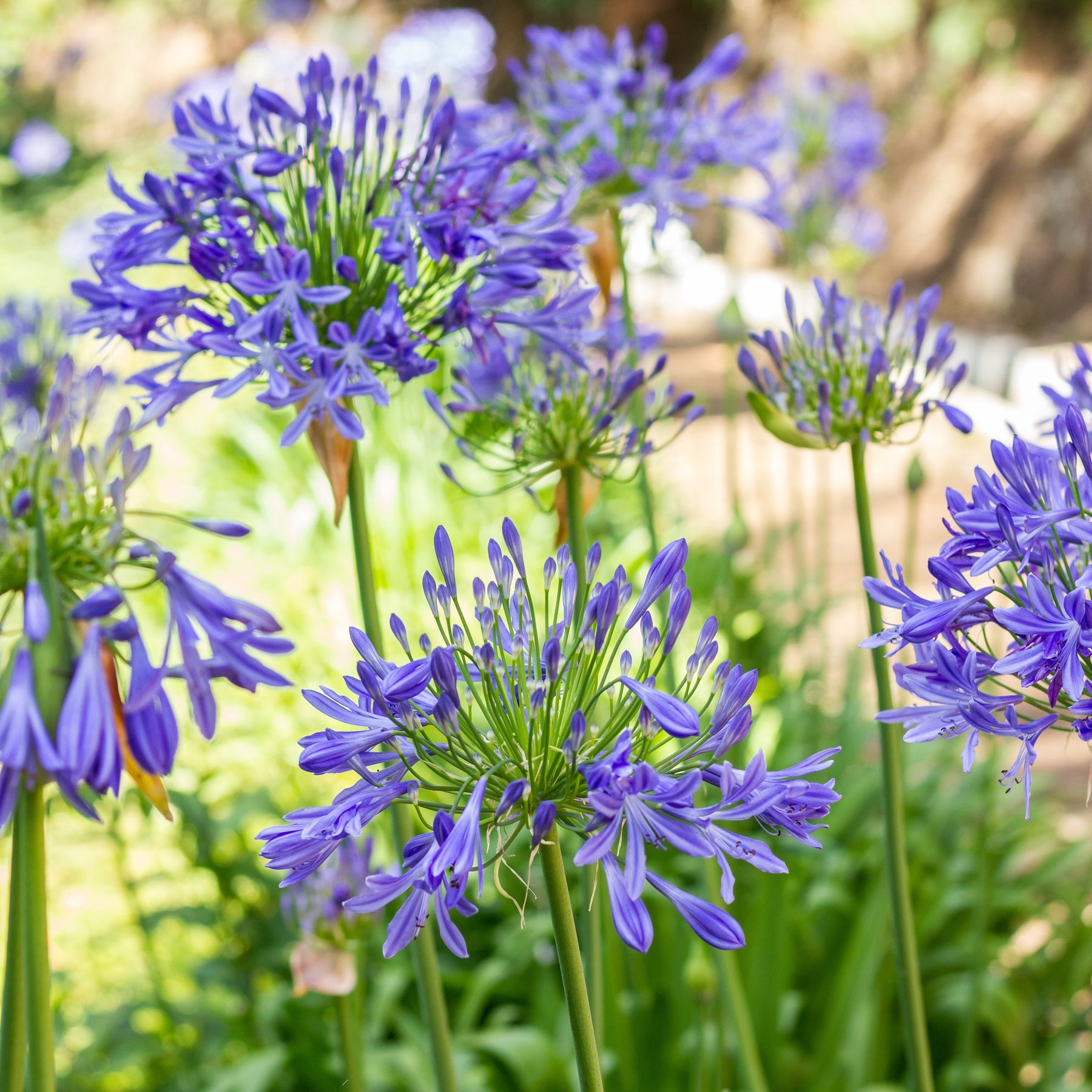 Vente Collection 5 agapanthes (3 bleues. 2 blanches) - Agapanthes