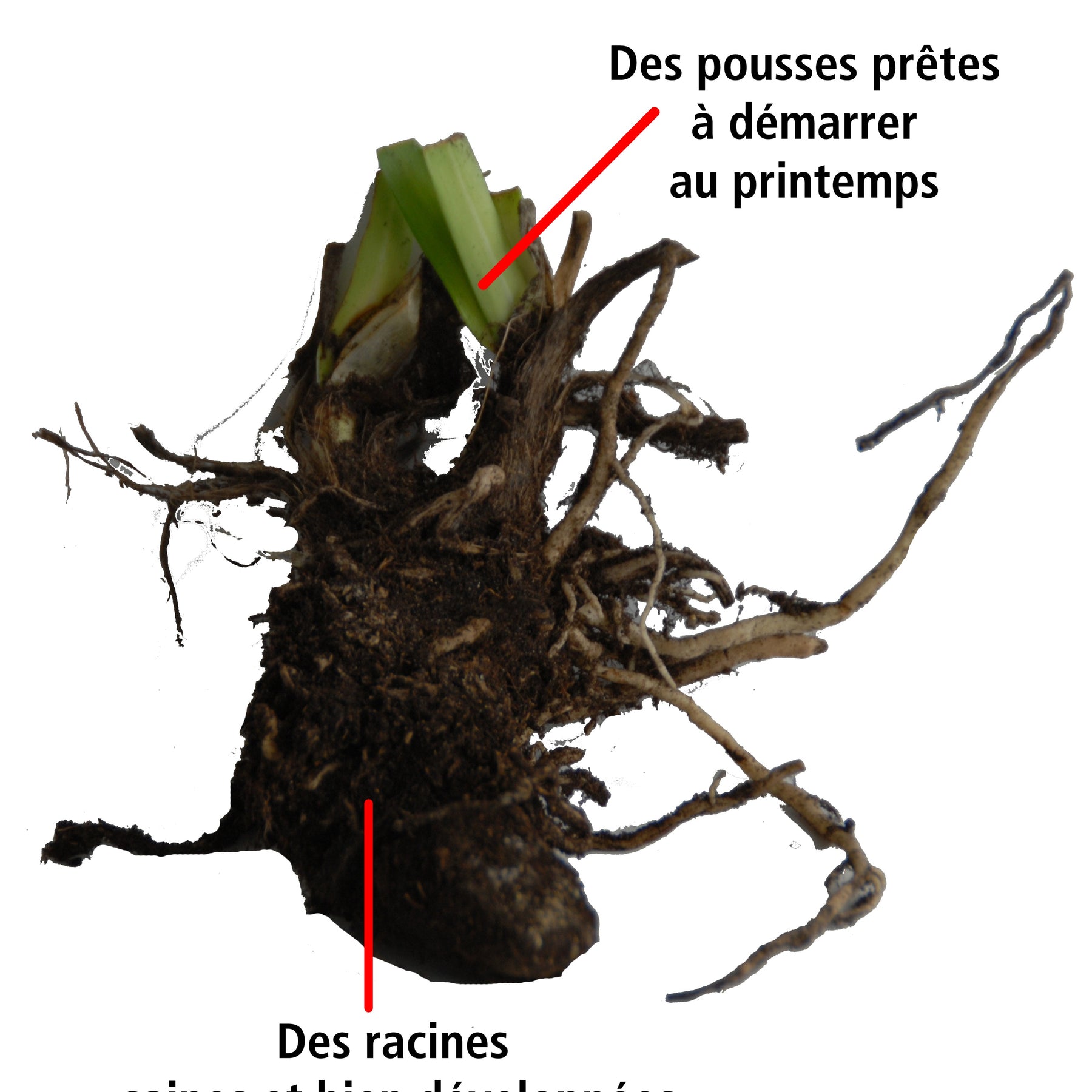 Vente Agapanthes - Collection 5 agapanthes (3 bleues. 2 blanches)