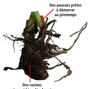 Vente Agapanthes - Collection 5 agapanthes (3 bleues. 2 blanches)