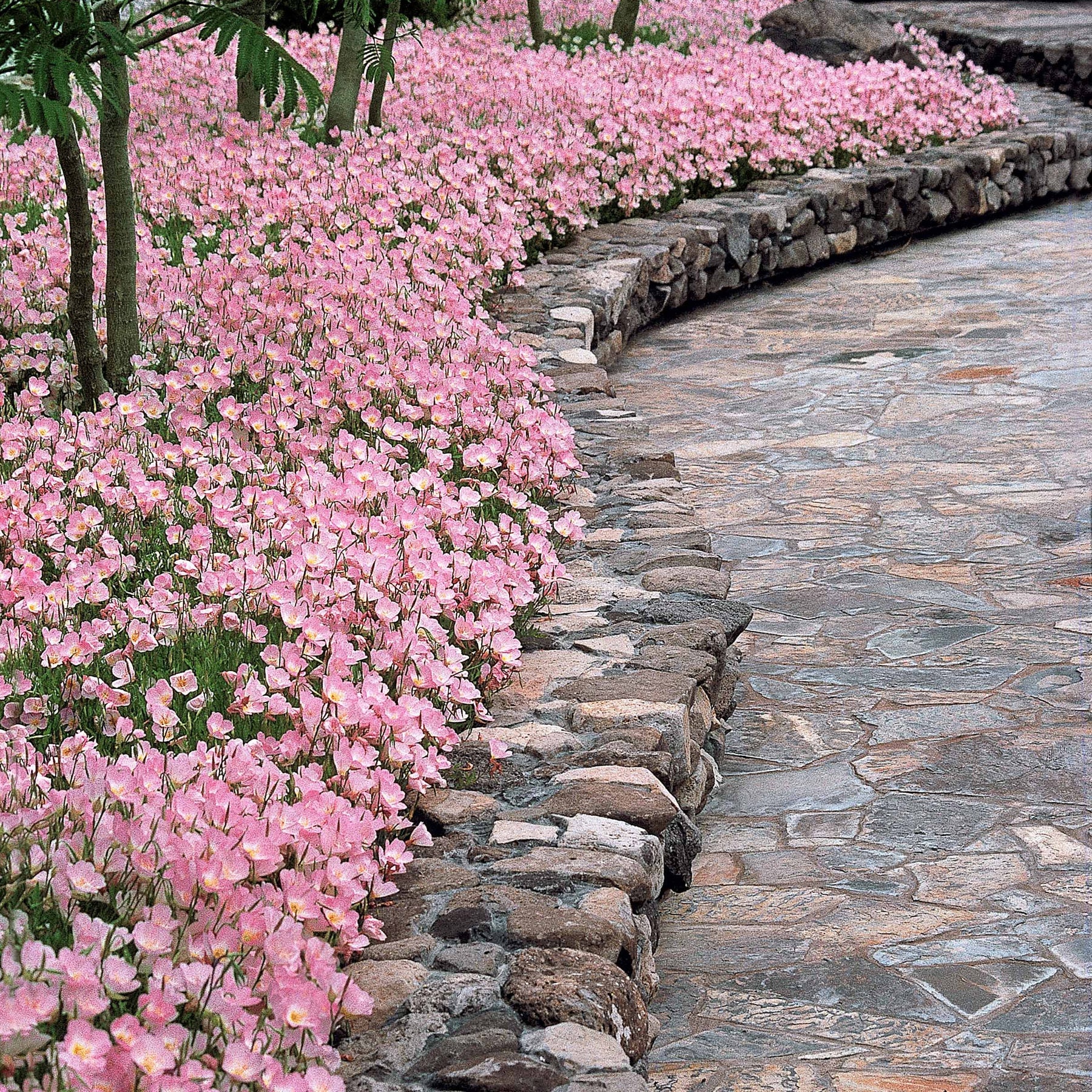 6 Oenothères roses Siskiyou Pink - Willemse