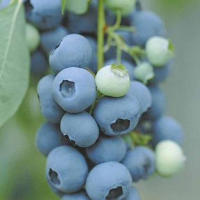 2 Myrtilles Vitaminos Extra - Vaccinium vitaminos - Willemse