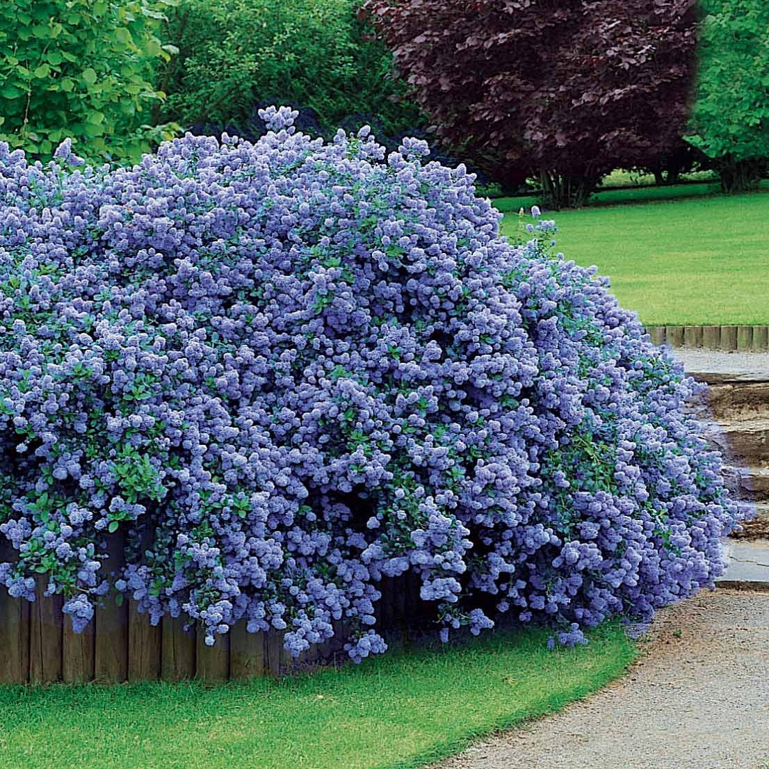 2 Céanothes Victoria ou Lilas de Californie - Willemse