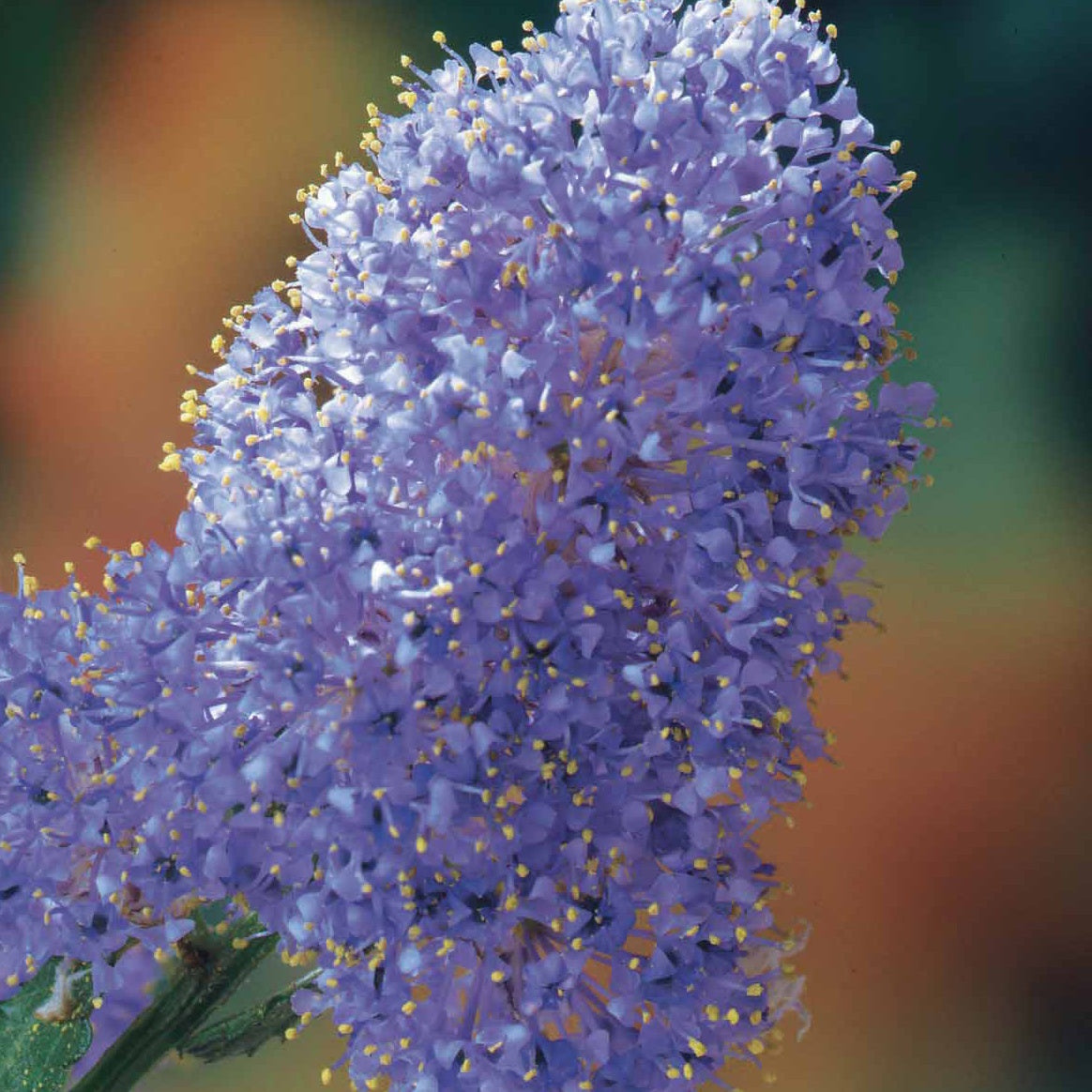 2 Céanothes Victoria ou Lilas de Californie - Ceanothus impressus victoria - Willemse