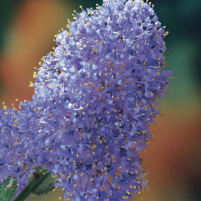 2 Céanothes Victoria ou Lilas de Californie - Ceanothus impressus victoria - Willemse