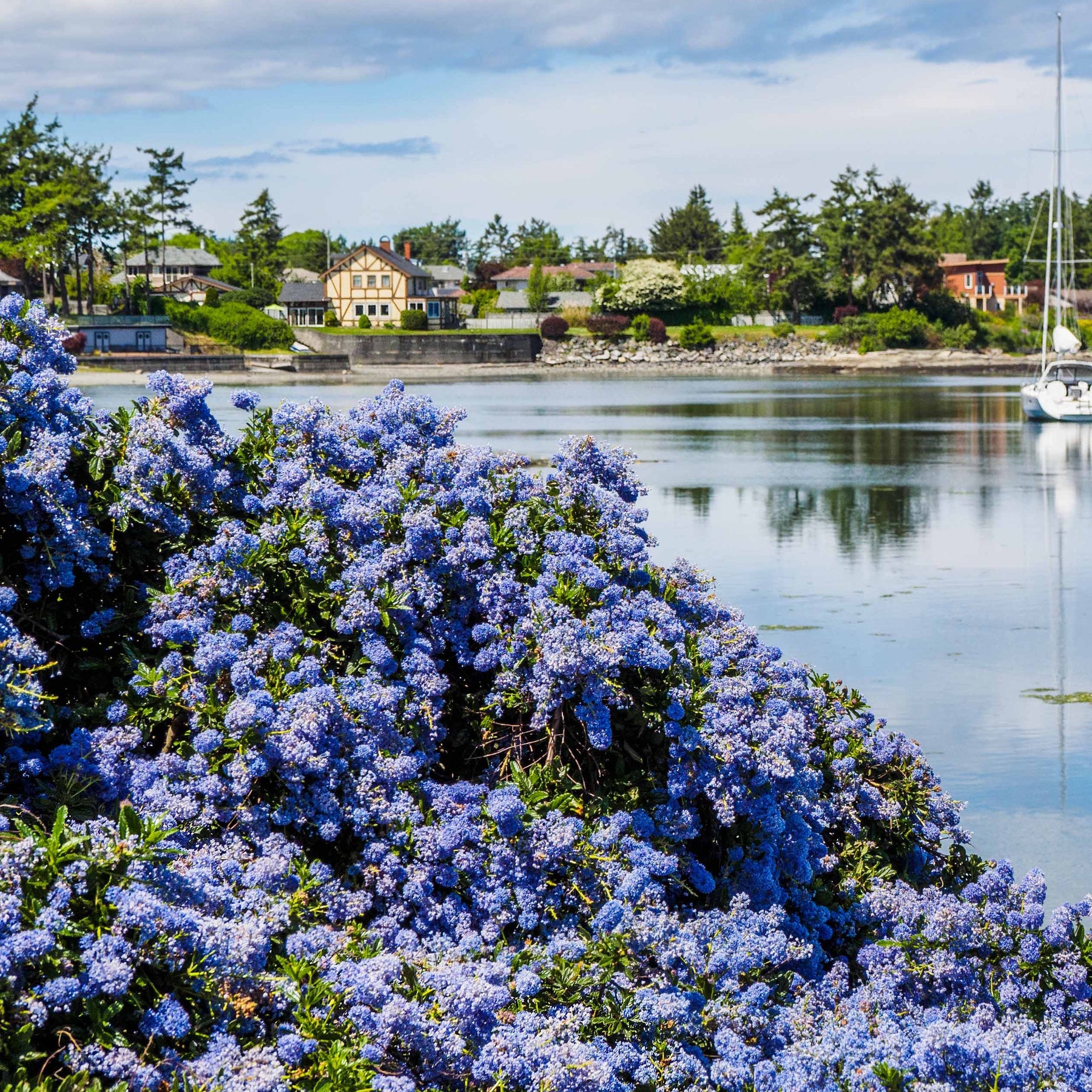 Ceanothus impressus victoria - 2 Céanothes Victoria ou Lilas de Californie - Céanothes - Lilas de Californie