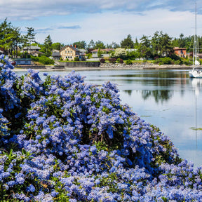 Ceanothus impressus victoria - 2 Céanothes Victoria ou Lilas de Californie - Céanothes - Lilas de Californie