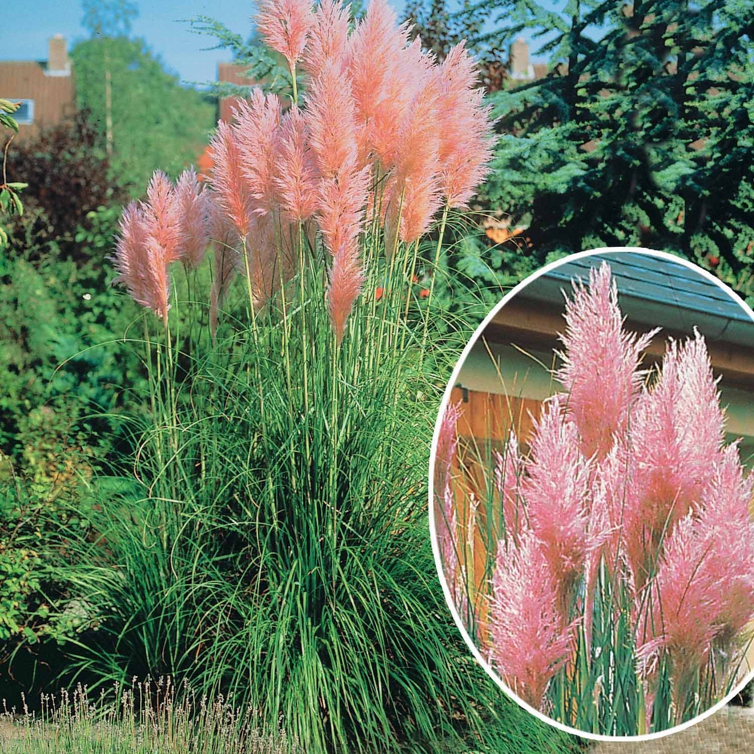 2 Herbes de la pampa roses - Willemse