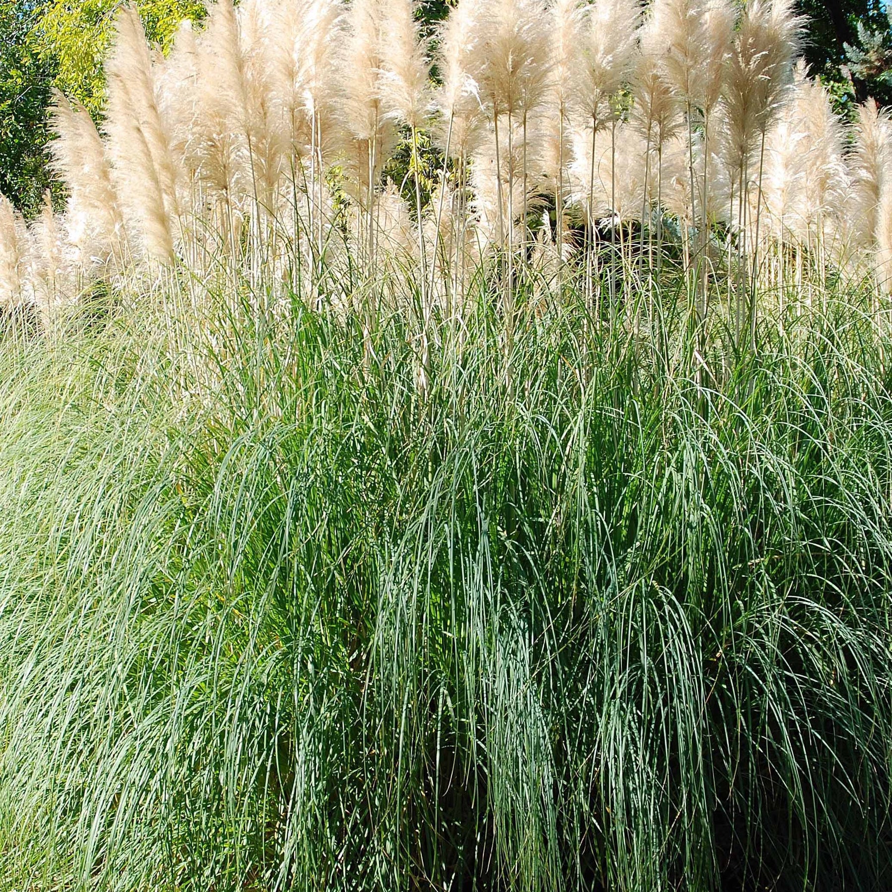 2 Herbes de la pampa blanches - Willemse