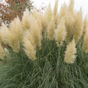 Vente 2 Herbes de la pampa blanches - Cortaderia selloana monstruosa