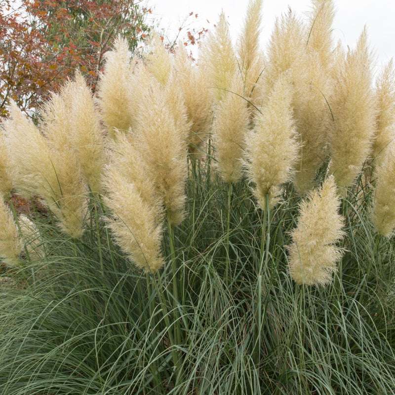 Vente 2 Herbes de la pampa blanches - Cortaderia selloana monstruosa