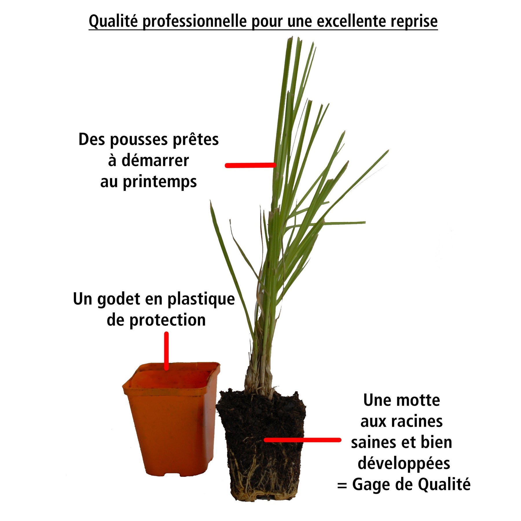 Vente 2 Herbes de la pampa blanches