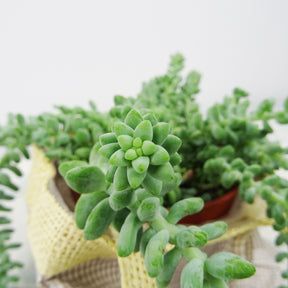 Sedum burrito - Sedum burrito - Willemse