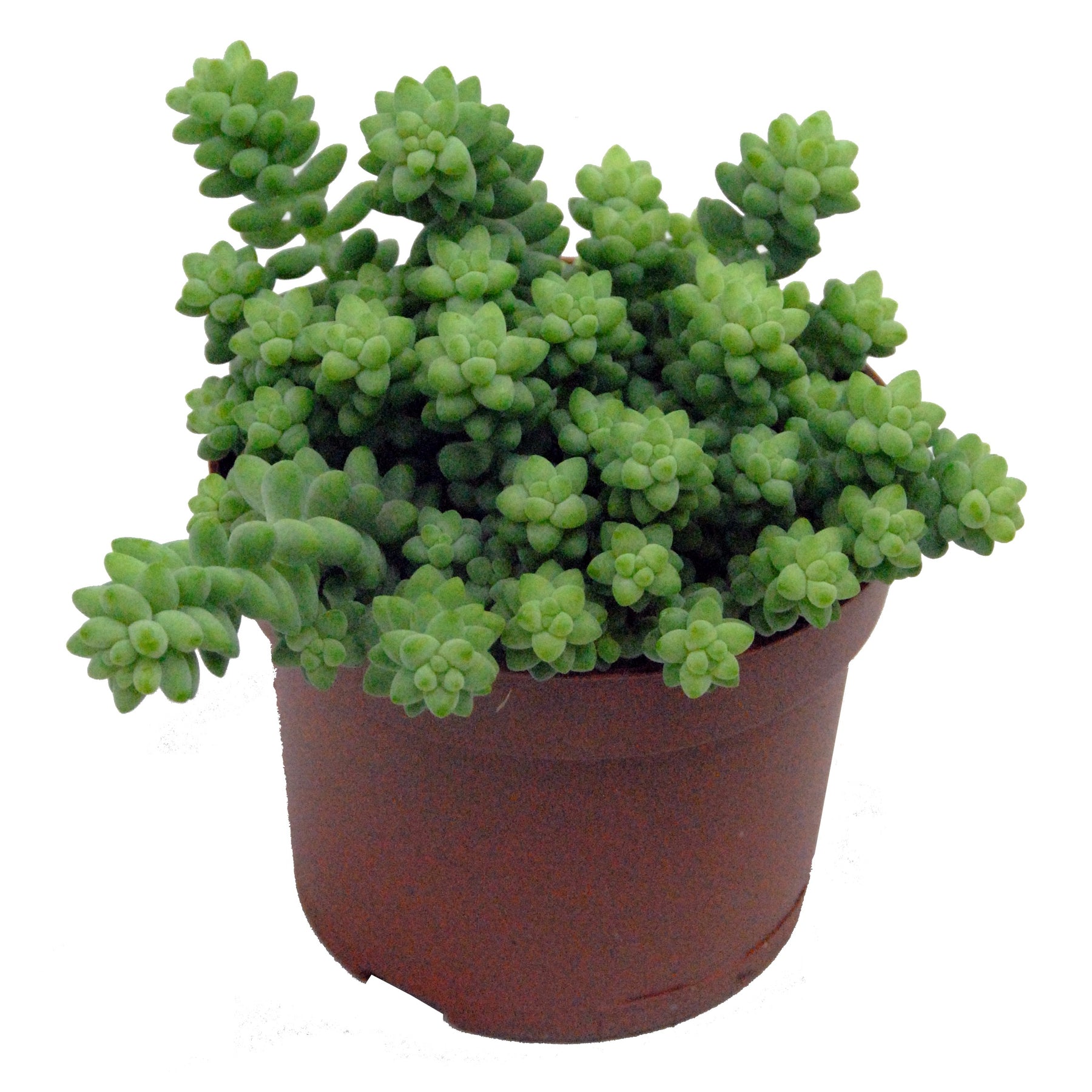 Sedum burrito - Sedum burrito - Sédums