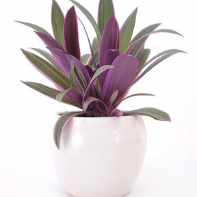 Tradescantia purple flame - Tradescantia Purple Flame - Misère - Tradescantia