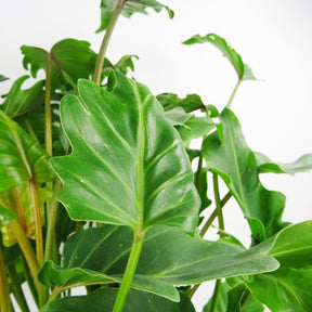 Philodendron selloum Hope - Philodendron seloum hope - Willemse