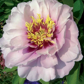 Pivoine Itoh Cora Louise - Willemse
