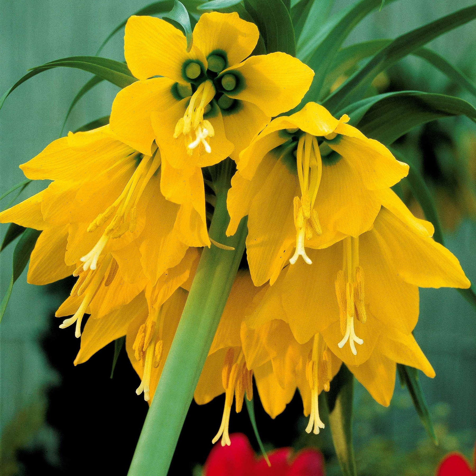 Vente 65 bulbes bleu/jaune attirant les abeilles