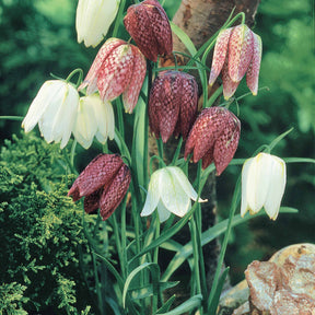 Collections de bulbes - 65 bulbes violet attirant les abeilles - Fritillaria,allium sphaerocephalum et giganteum,hyacinthoides, crocus