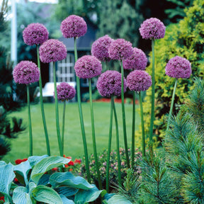 Vente 65 bulbes violet attirant les abeilles - Fritillaria,allium sphaerocephalum et giganteum,hyacinthoides, crocus