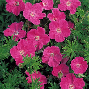 Pack 30 Géraniums vivaces roses foncé - Willemse