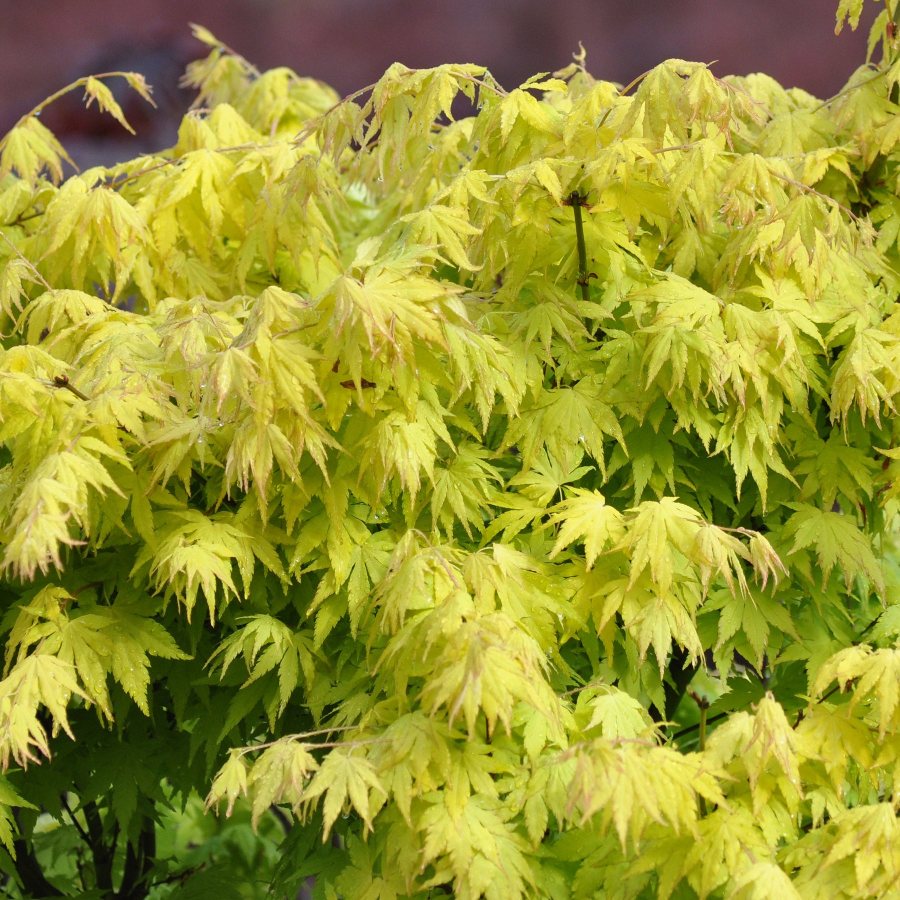 Erable Acer palmatum Orange dream 15L - Acer palmatum orange dream - Willemse