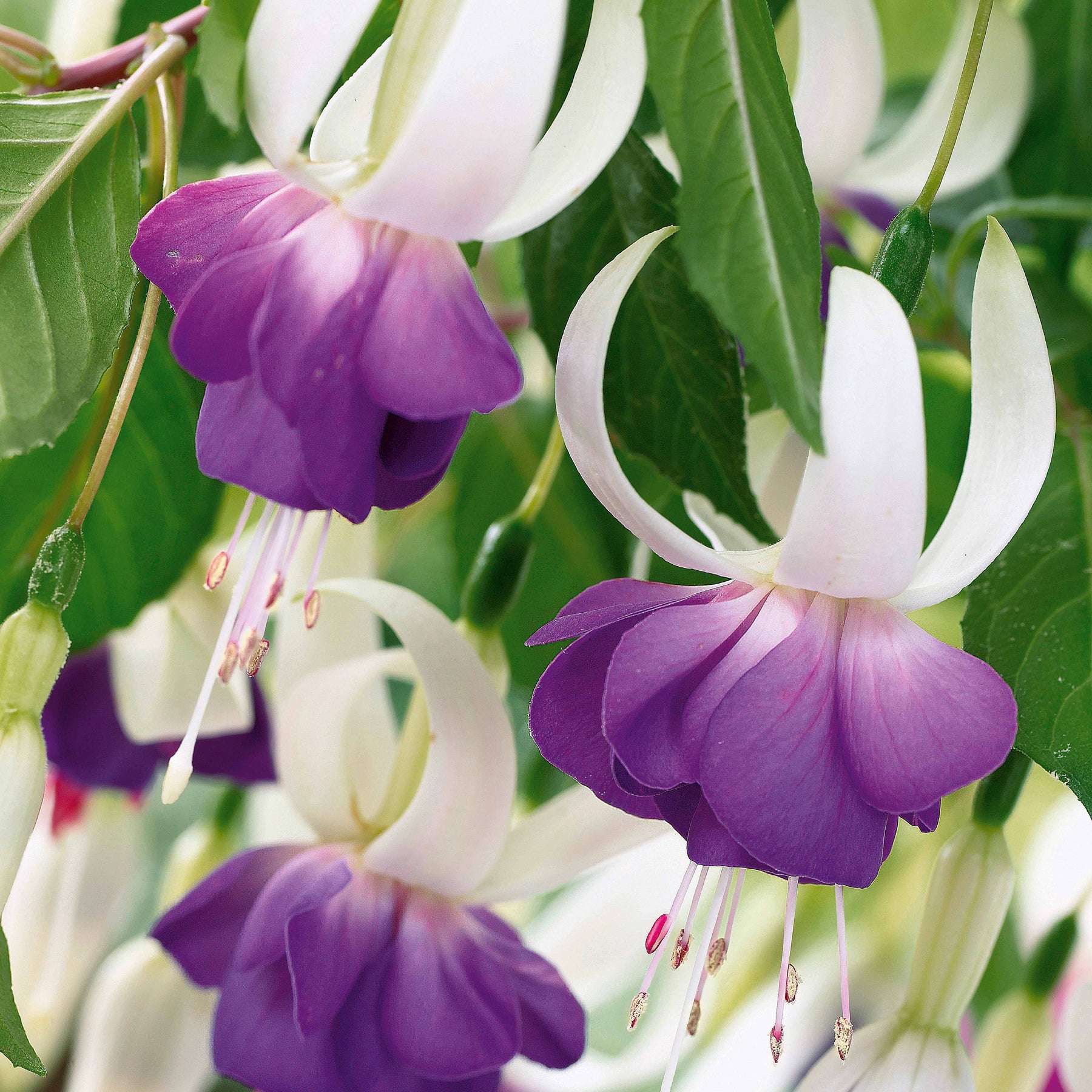 12 Fuchsias résistants au gel Blue Sarah - Willemse