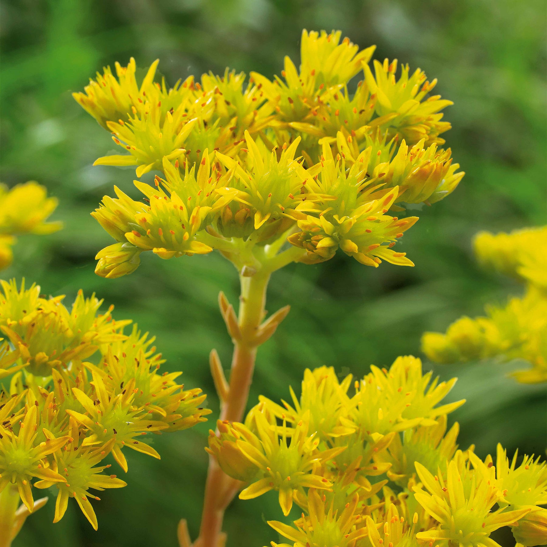 2 Sédums crispés - Sedum reflexum cristatum - Willemse