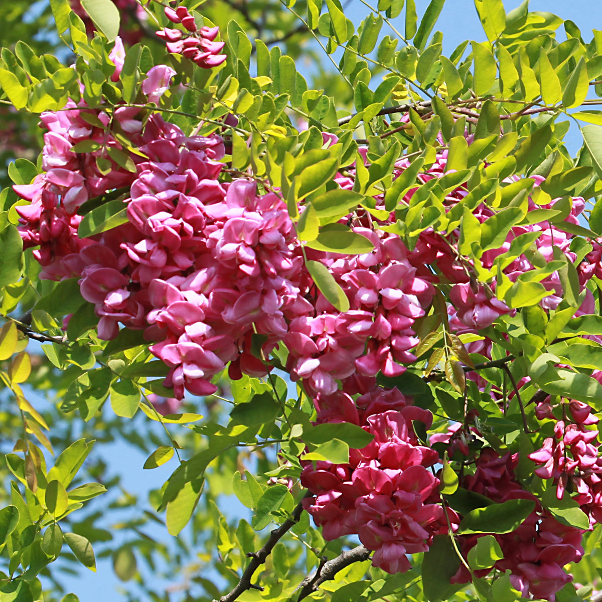 Acacia rose - Willemse
