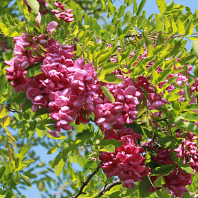 Acacia rose - Willemse