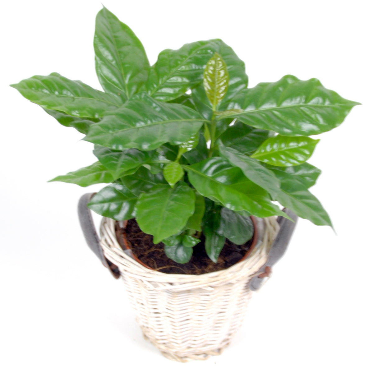 Cafeier et son cache-pot blanc ELHO - Coffea arabica - Willemse