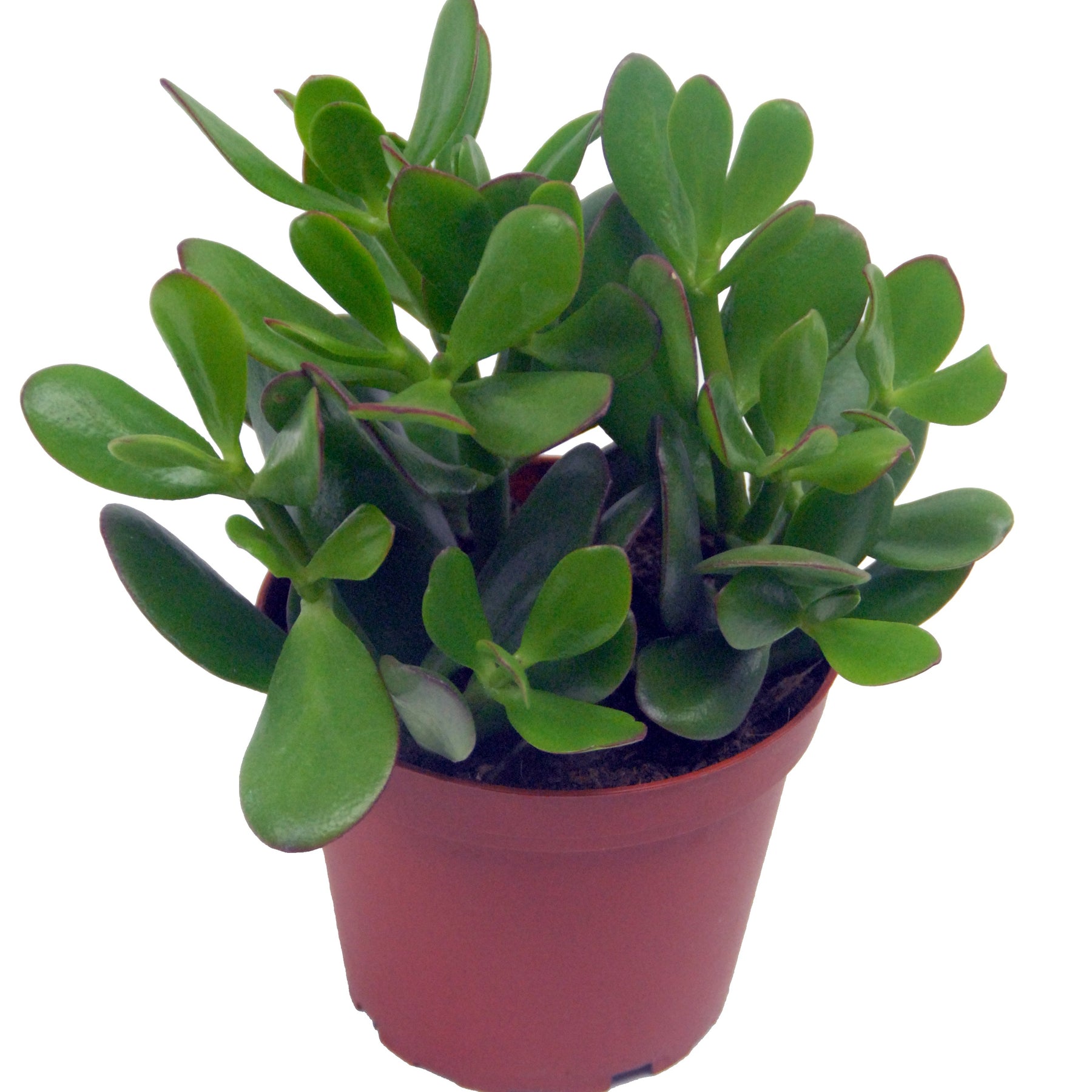 Crassula ovata argentea et son cache-pot blanc ELHO - Crassula ovata argentea - Willemse