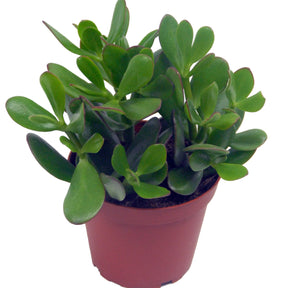 Crassula ovata argentea et son cache-pot blanc ELHO - Crassula ovata argentea - Willemse