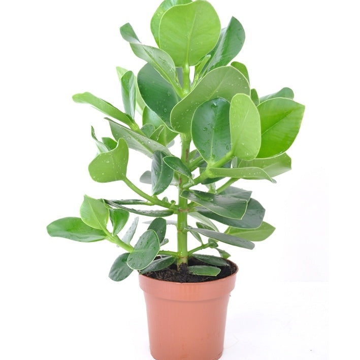 Clusia princess - Clusia Princess et son cache-pot blanc ELHO - Plantes vertes