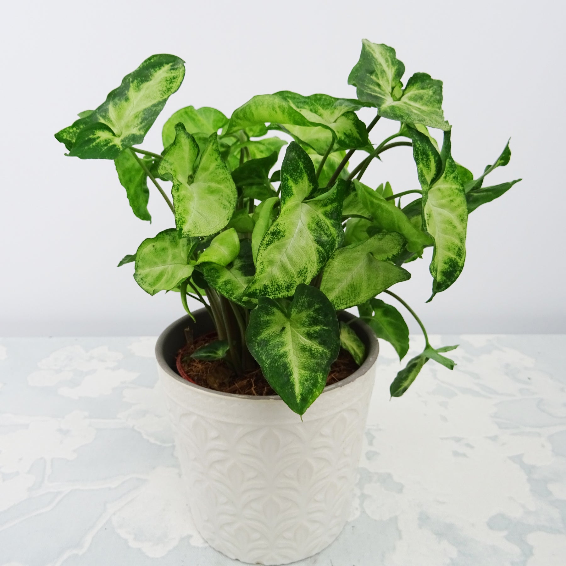 Syngonium Pixie et son cache-pot blanc ELHO - Syngonium pixie - Willemse