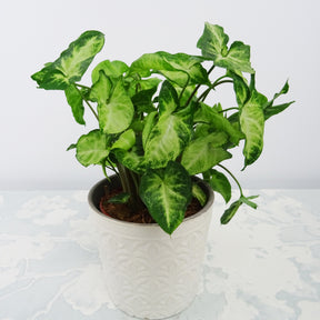 Syngonium Pixie et son cache-pot blanc ELHO - Syngonium pixie - Willemse