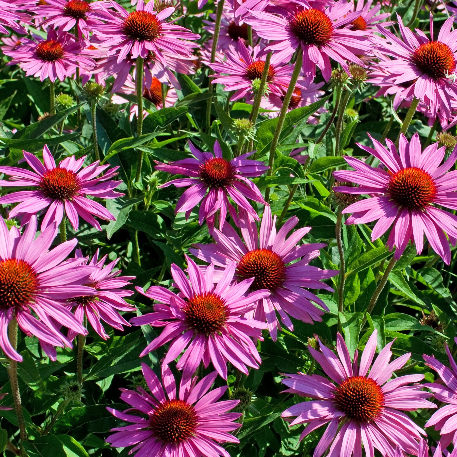 Collection de Massif 7 plantes fleuries - Collections de vivaces - Willemse