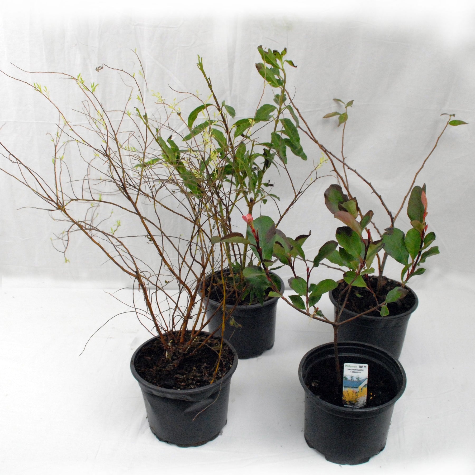 Haie printanière de 4 arbustes - Haie de 3 mètres de long - Photinia, forsythia, spirea grefsheim , chaneomeles japonica - Willemse